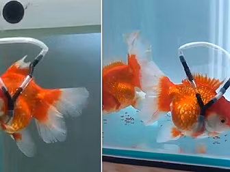 Man Creates Tiny Wheelchair To...