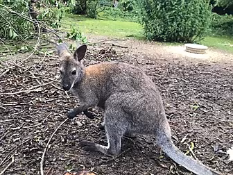 Dora The Exploring Wallaby Spe...