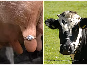 Farmer's Proposal Is Udderly R...