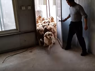 This Stampede Of Rescued Golde...