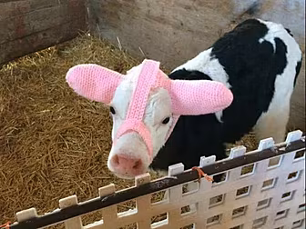 An Irish Farmer Has Discovered...