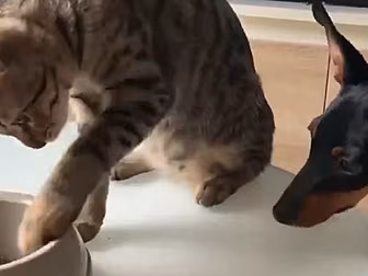 This Video Of A Cat Helping Fe...