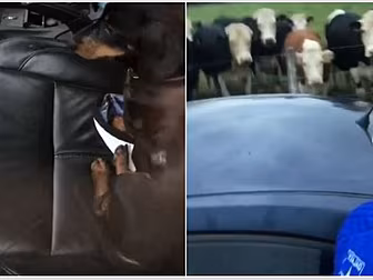 Kerry Lad Gets Dog To Help Him...