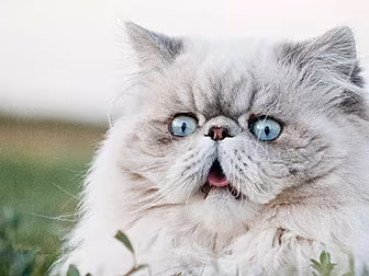 These Cats Make Some Seriously...