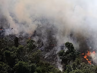 Why The Amazon Rainforest Fire...