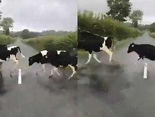 Adorable Cows Jump Over White...