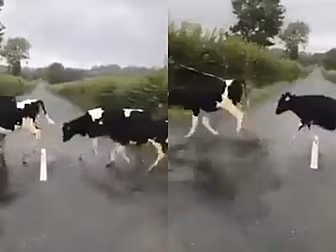 Adorable Cows Jump Over White...