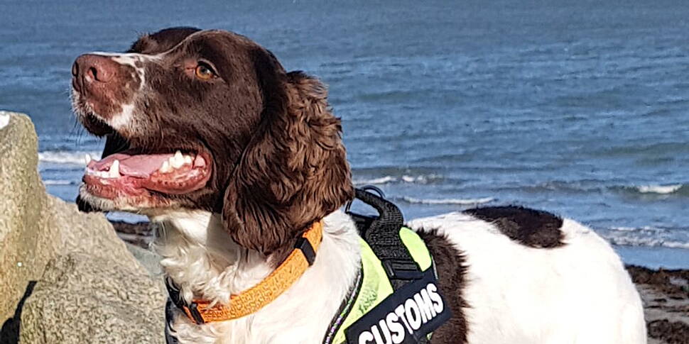 Detector Dog Flynn Helps Seize...