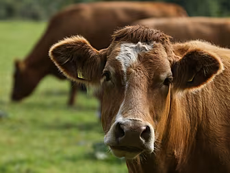 Cows Can Text (Kind Of)