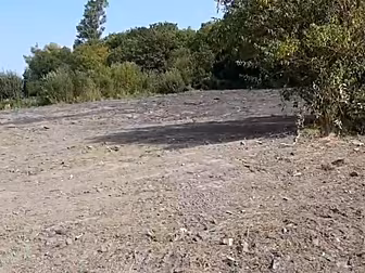 Destruction of Dublin wetlands...