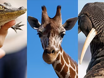 Animal Noises You Never Knew E...