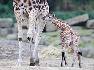 Adorable Baby Giraffe Born At...