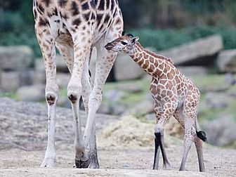 Adorable Baby Giraffe Born At...