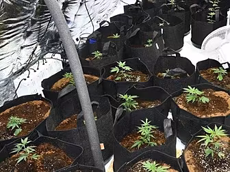 Cannabis Worth Over €100,000 S...