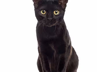 Weird and Wonderful Superstiti...