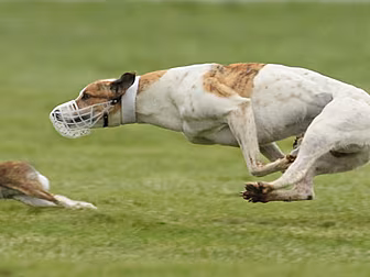 Should Hare Coursing Be Perman...