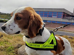 Detector Dog Gus Helps Uncover...