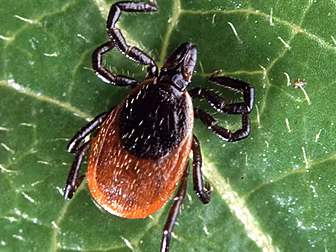 What Is Lyme Disease And How I...