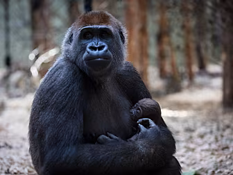 Govt To Help Dublin Zoo & Fota...