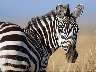 So That's Why Zebras Have Stri...