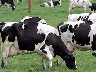 C&D Foods To Drop Injunctions...