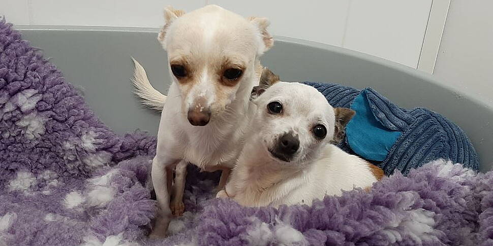Two Chihuahua Puppies Seized A...