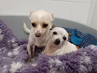 Two Chihuahua Puppies Seized A...