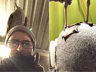 Navan Man Gets Seagull Stuck O...