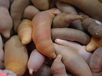Thousands Of 'Penis Fish' Expo...