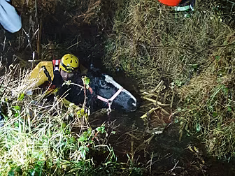 Horse Rescued From Longford Bo...