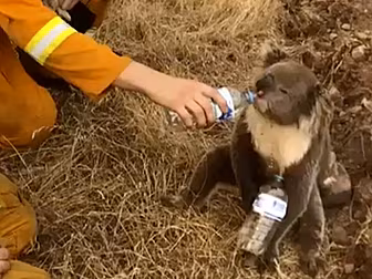 Wildlife Experts Say A Billion...