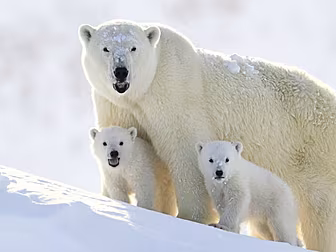 How The Arctic Got Its Name