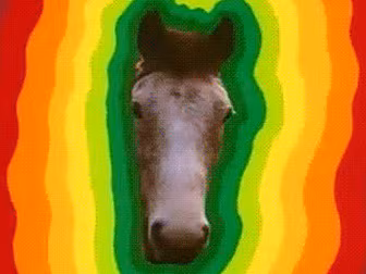 Horse Trots Into A Gym In Lime...