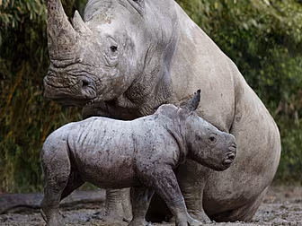 Baby Rhino Crashes In At Dubli...