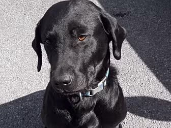 Garda Sniffer Dog Finds Suspec...