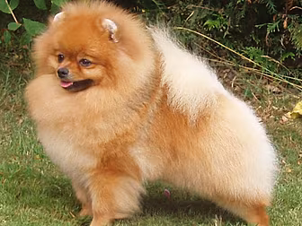 Pet Dog Tests Positive For Cor...