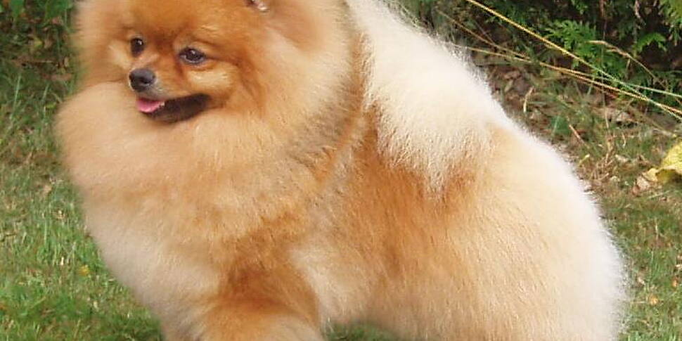 Pet Dog Tests Positive For Cor...