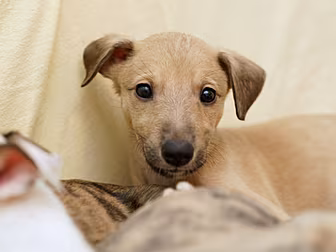 Dogs Trust Offers To Temporari...