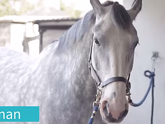 Newest Garda Horse Named Senan...