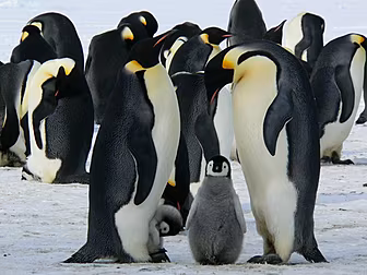 Threat To Emperor Penguins Ove...