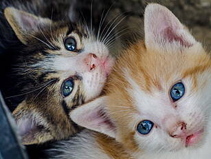 Kitten Needed Surgery After Ea...