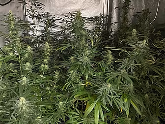 €30,000 Of Cannabis Seized At...