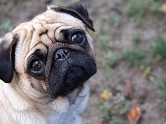 32 Dogs Siezed By Gardai Follo...