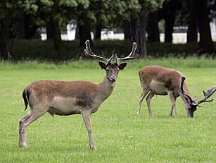 Feeding The Deer In The Phoeni...