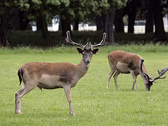 Feeding The Deer In The Phoeni...
