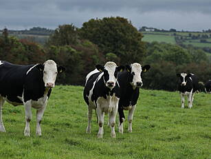 Farmers To Cut Emissions By 25...