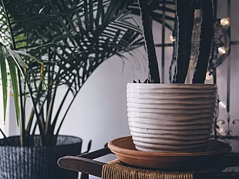 The Humble House Plant: Our Li...