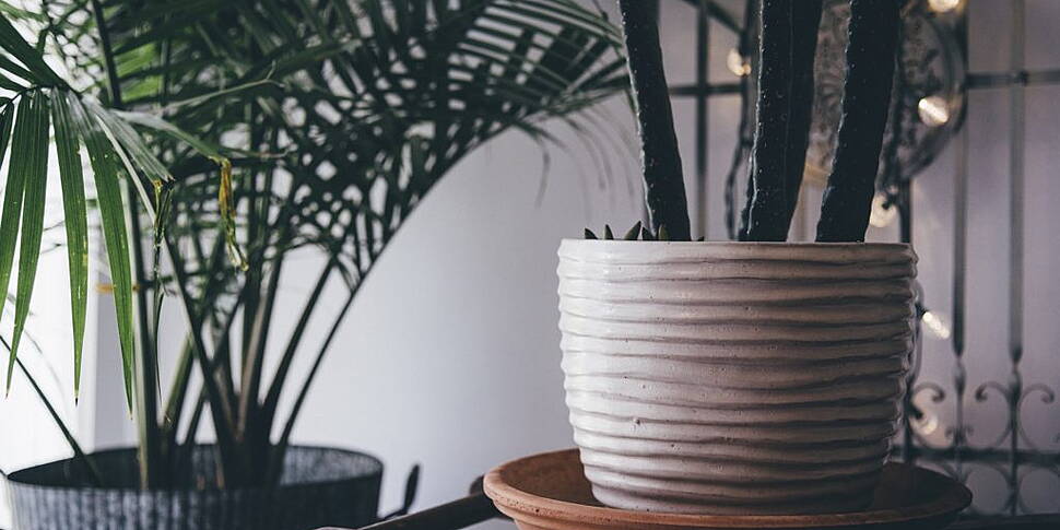 The Humble House Plant: Our Li...