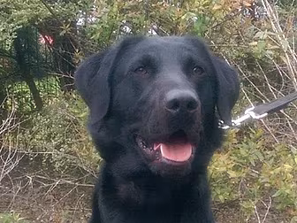 A Pup Named Scooby Finds Canna...