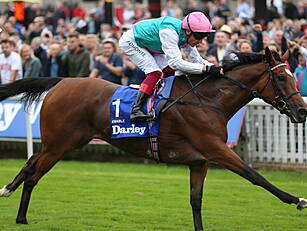 Record breaking horse Enable h...